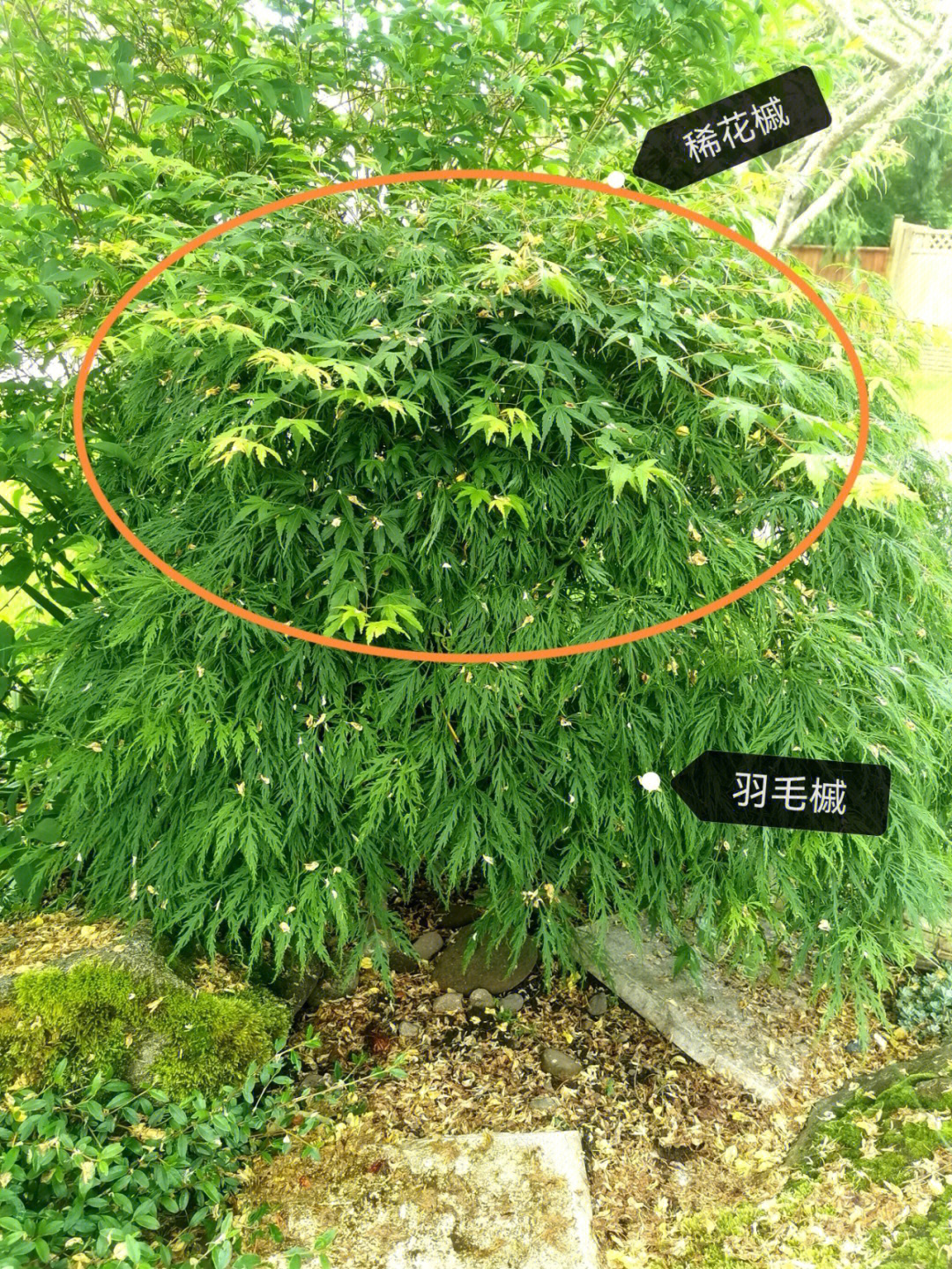 稀花槭和羽毛槭的"混血"该如何修剪