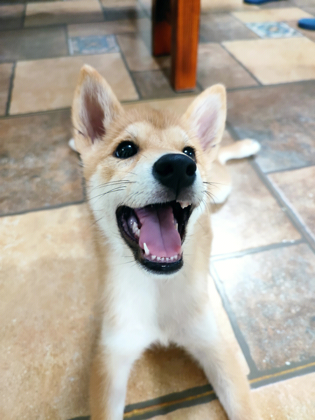 柴犬各阶段牙齿图片图片