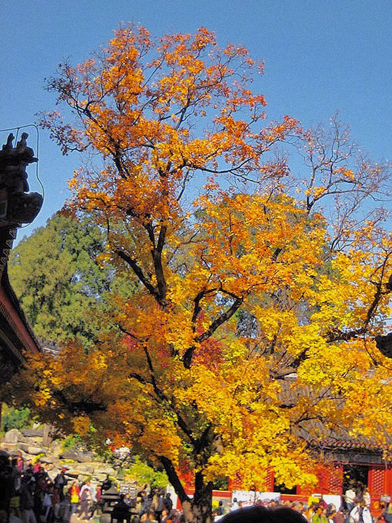 香山植物园秋天美景图片