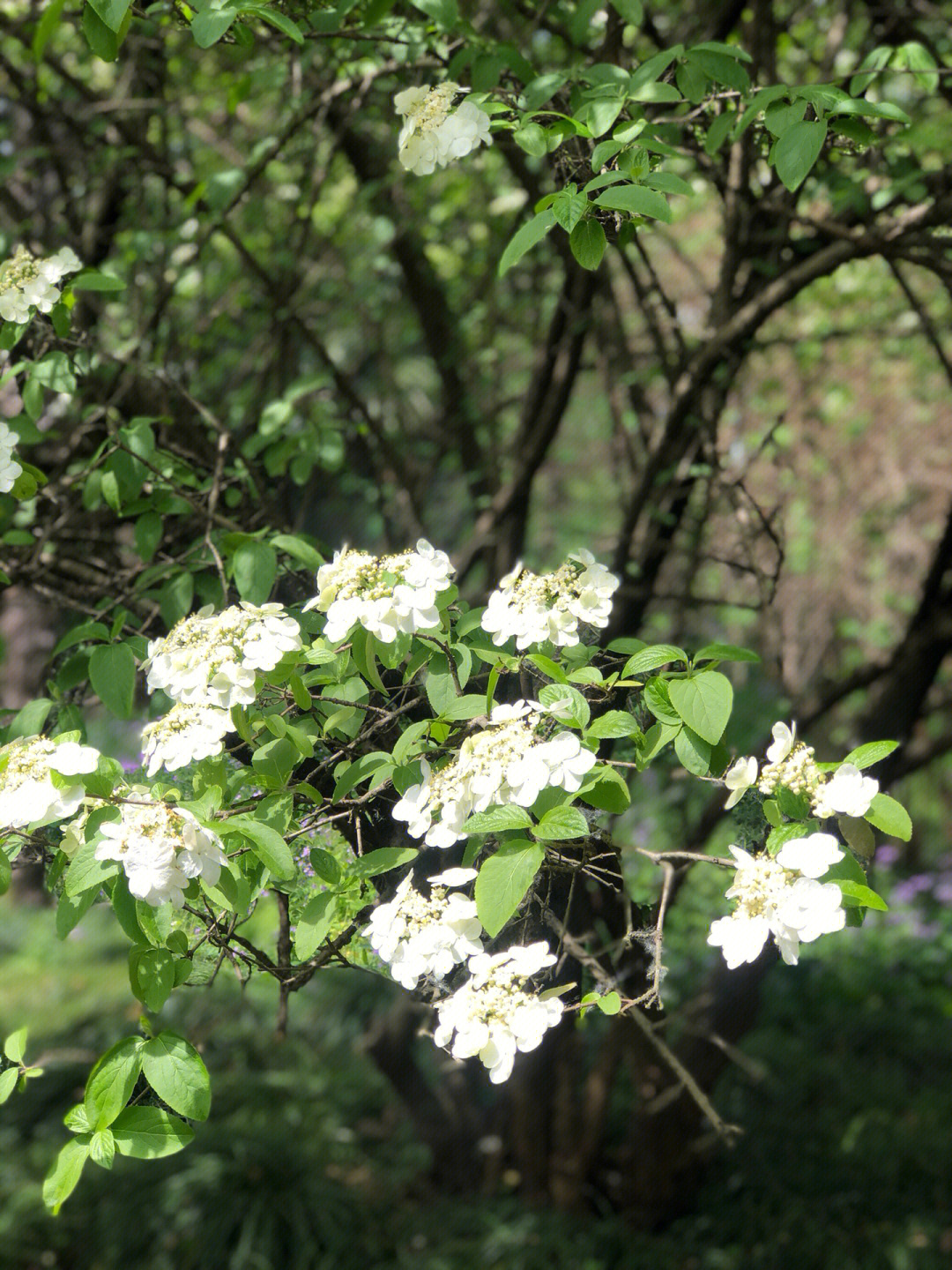 赤焰琼花图片