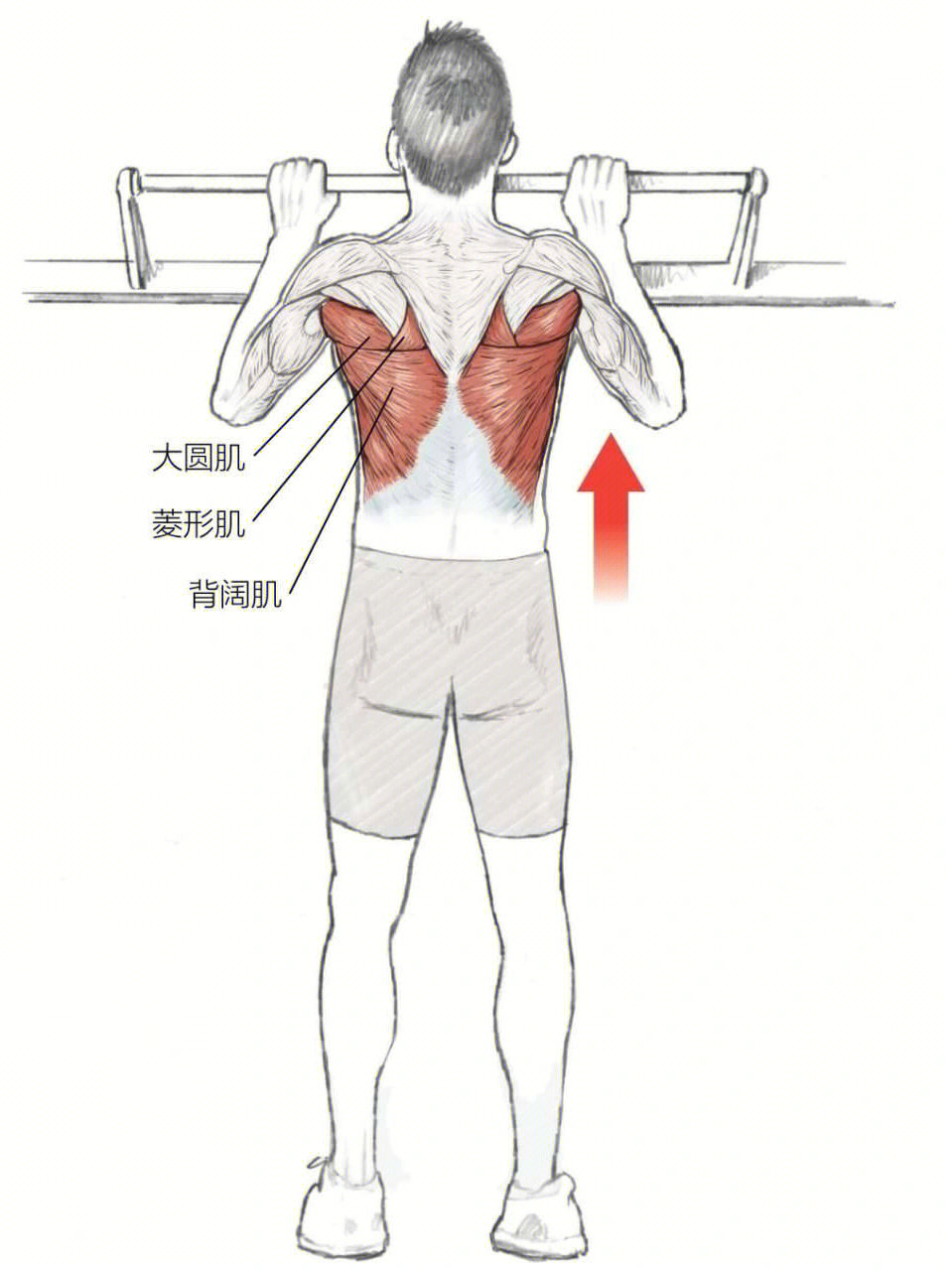 引体向上正确握法图解图片