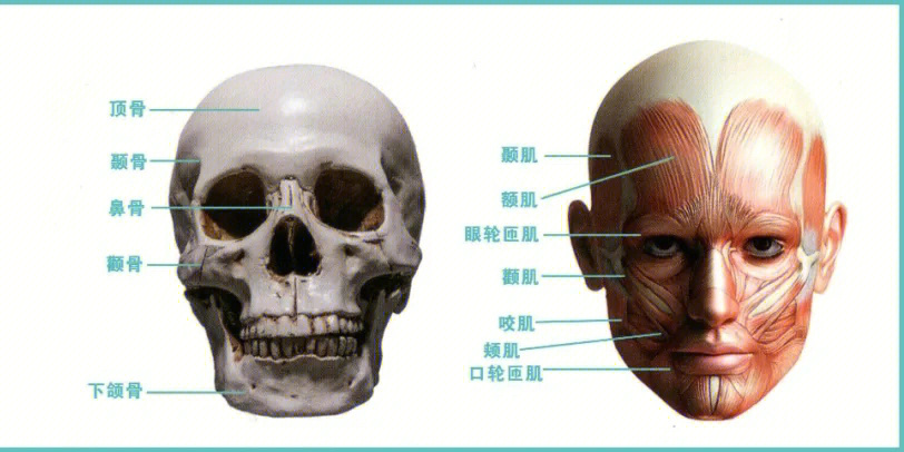 速写干货头骨的常见角度