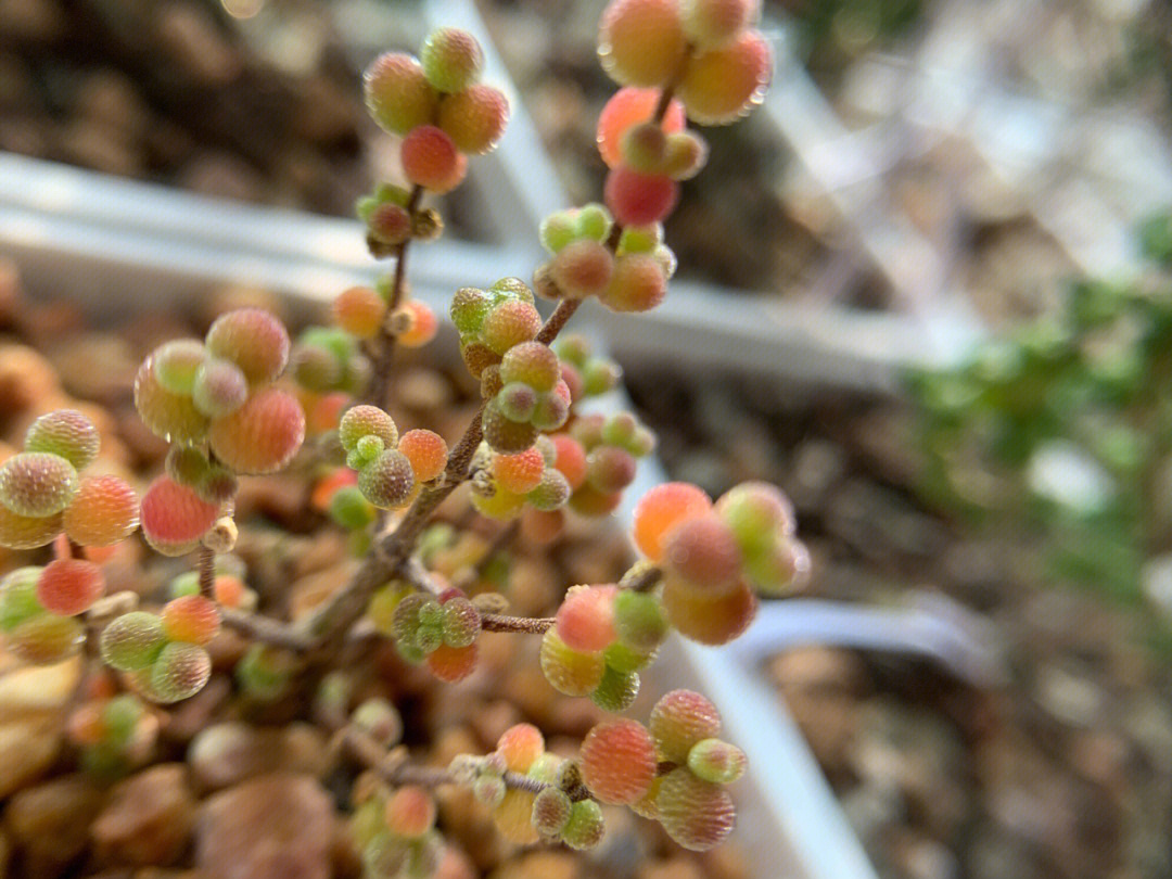 枝干番杏花语图片