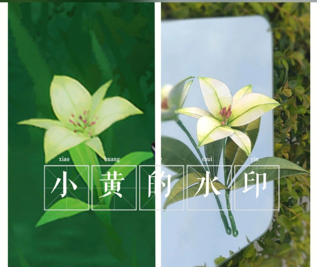 塞西利亚花的花语图片