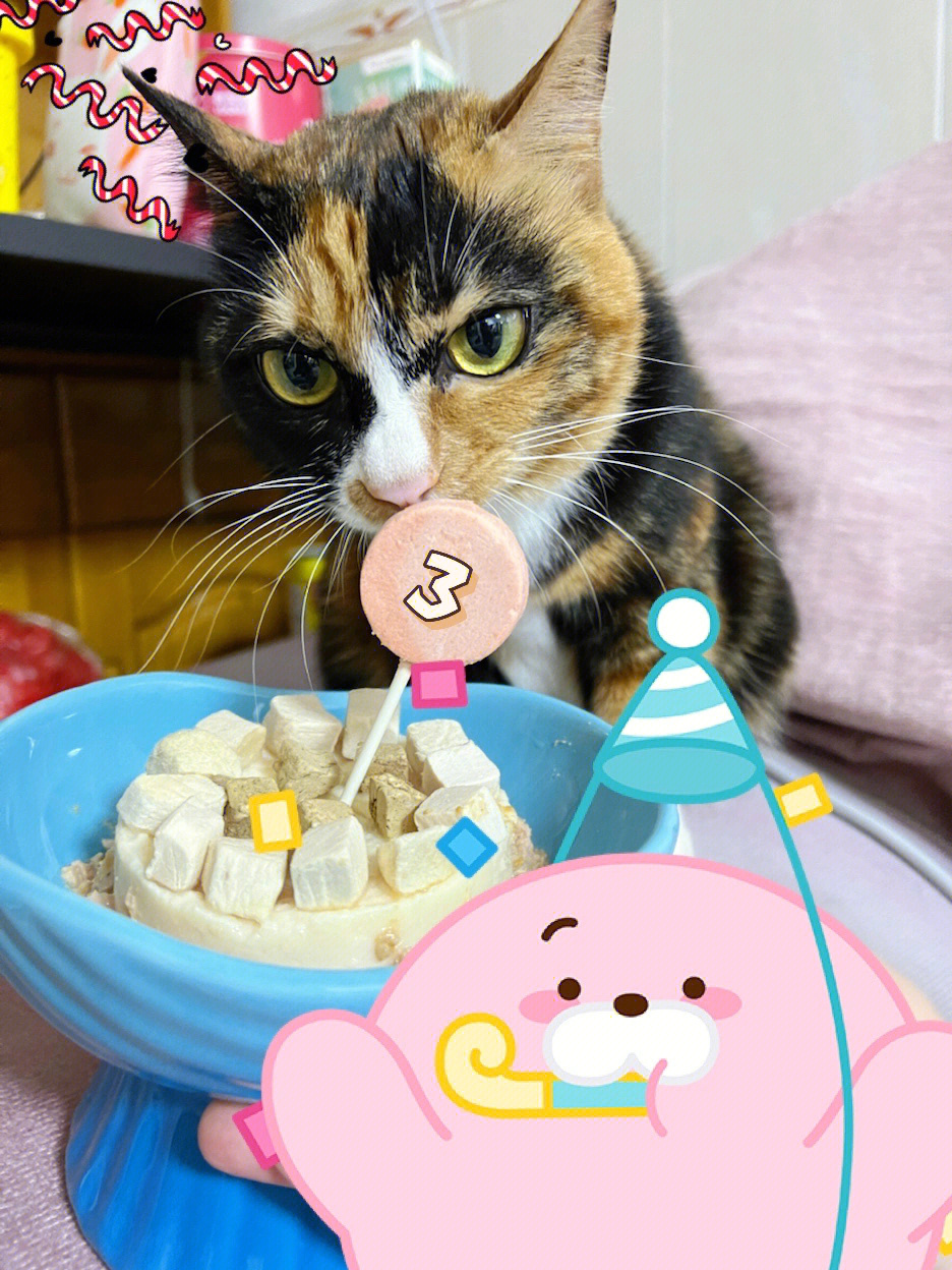 小猫偷吃了蛋糕胚子图片
