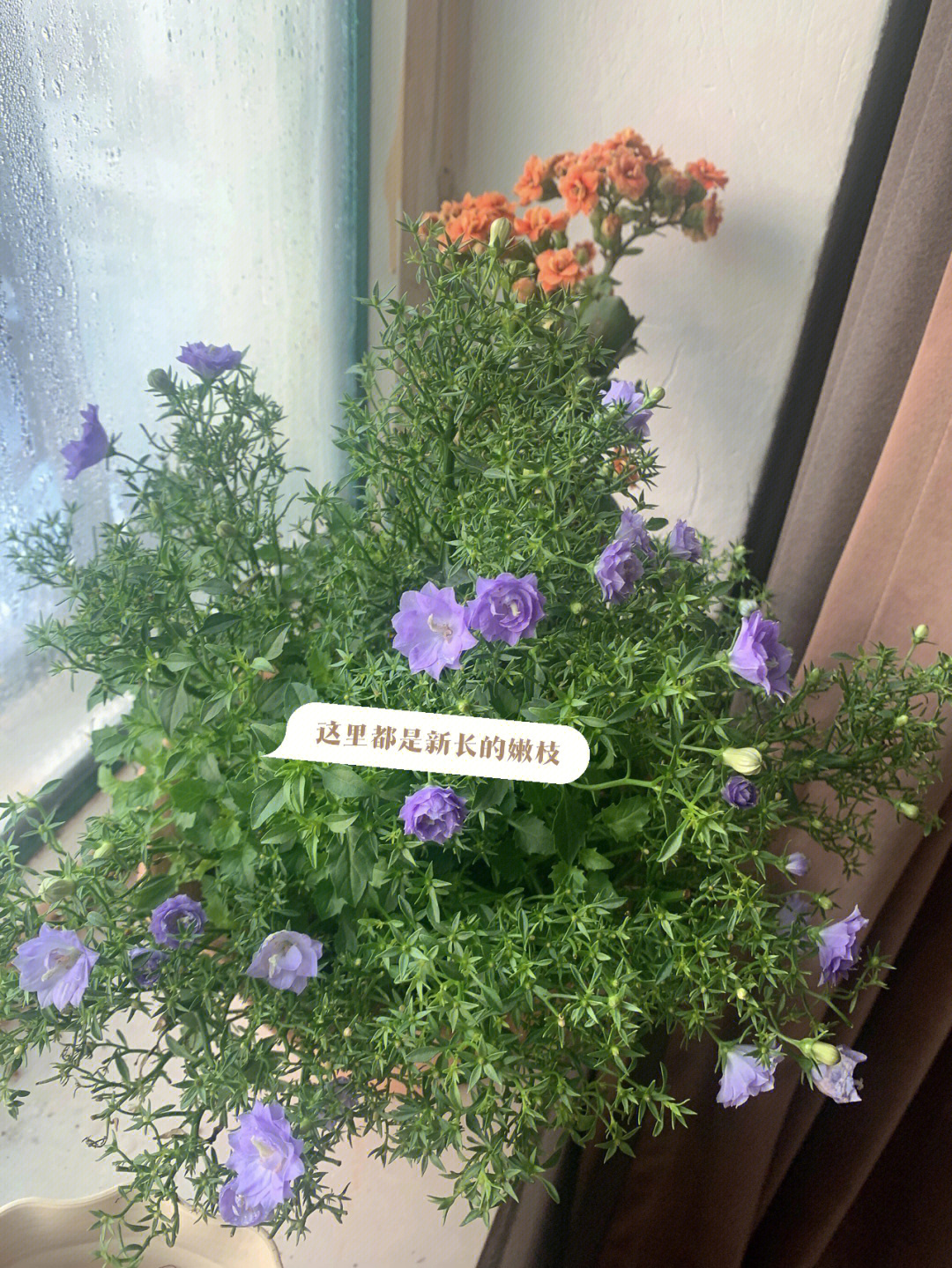 丹麦风铃草花苞黄了图片