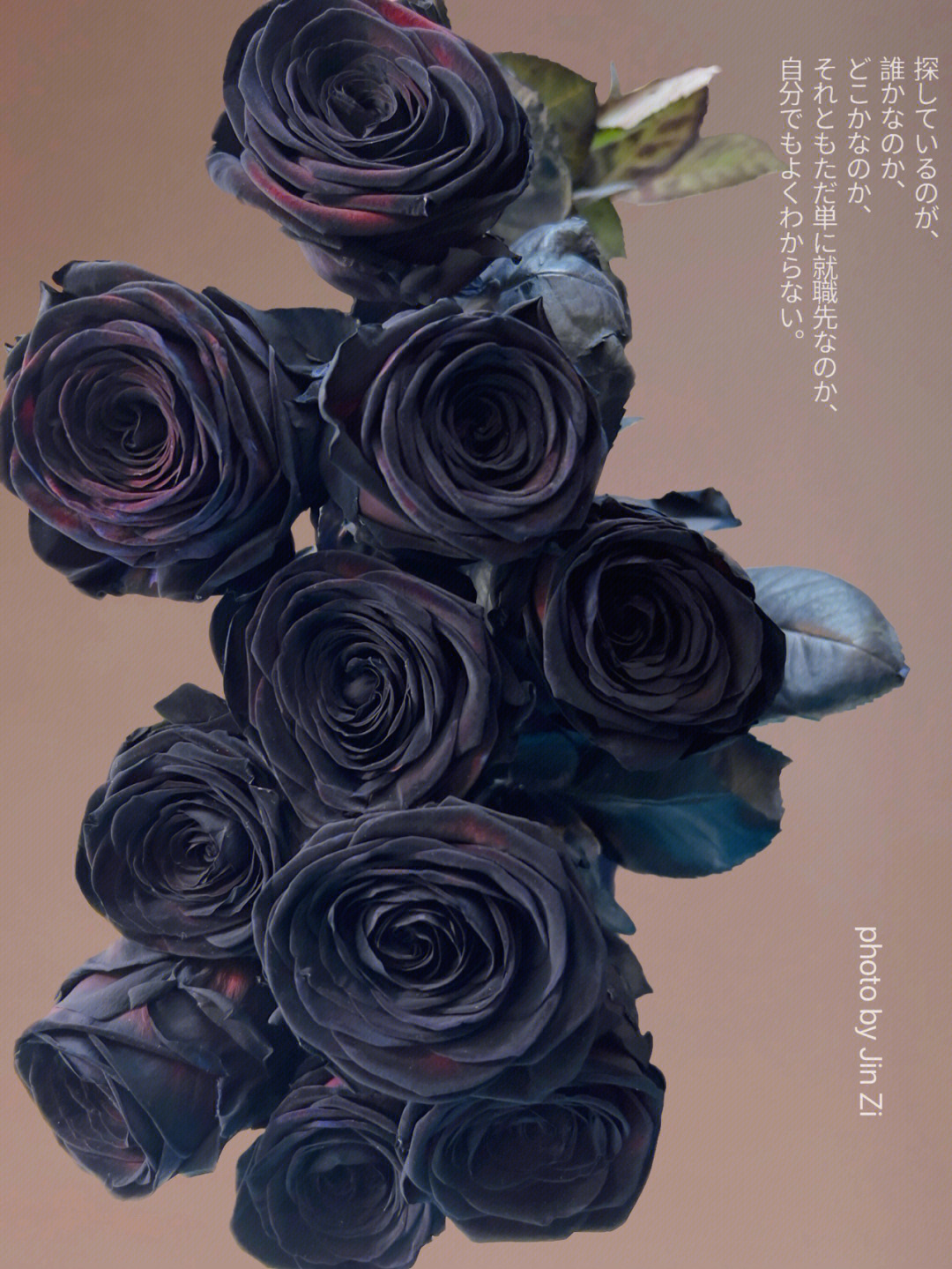 黑蔷薇的花语图片