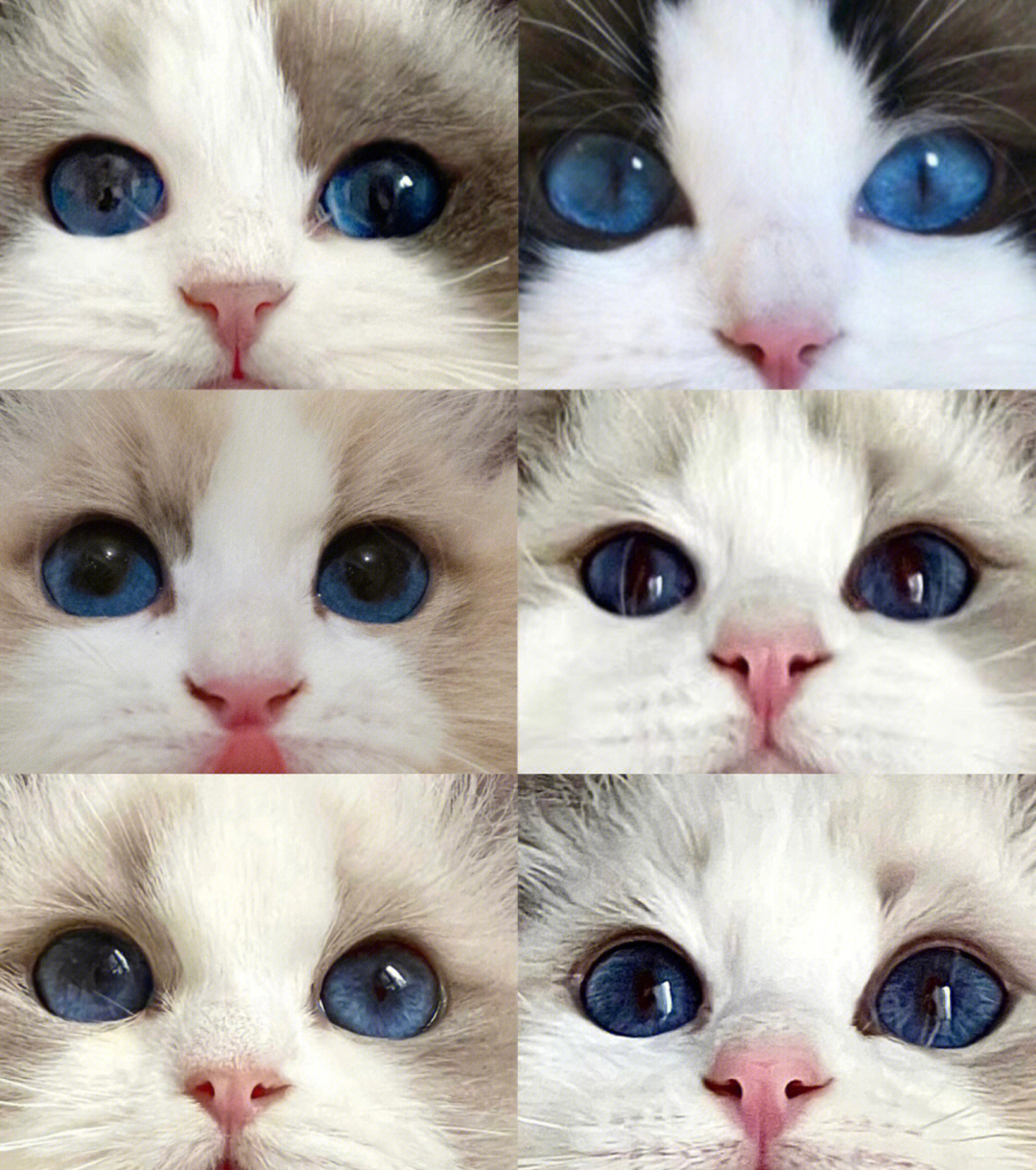 布偶猫眼色素对比色卡图片