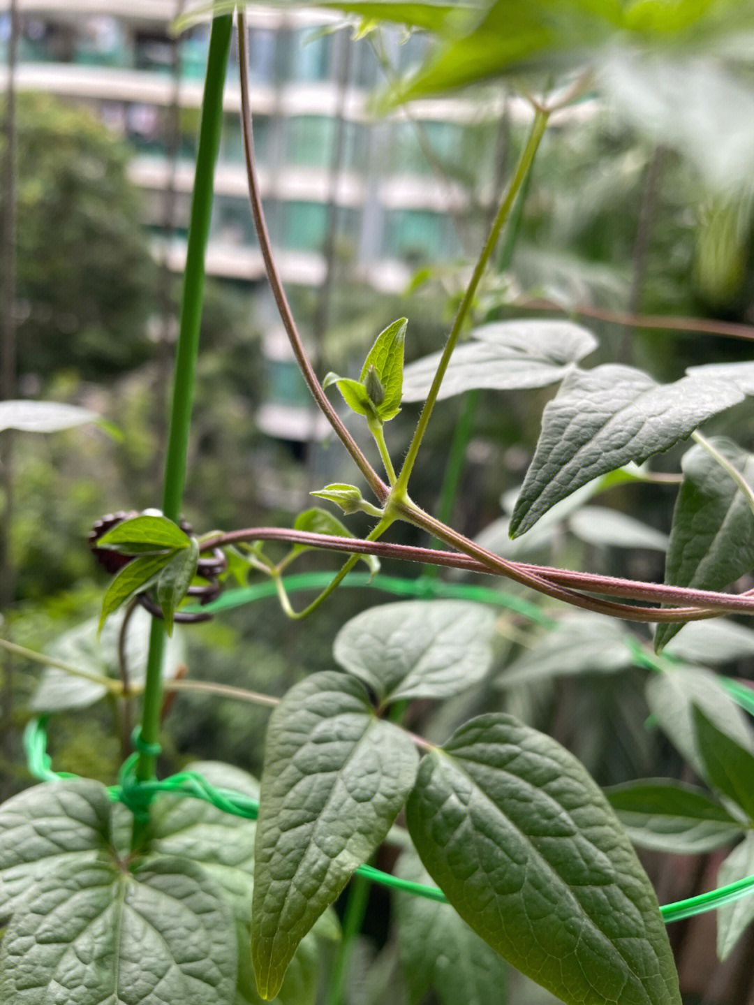 铁线莲花骨朵图片图片