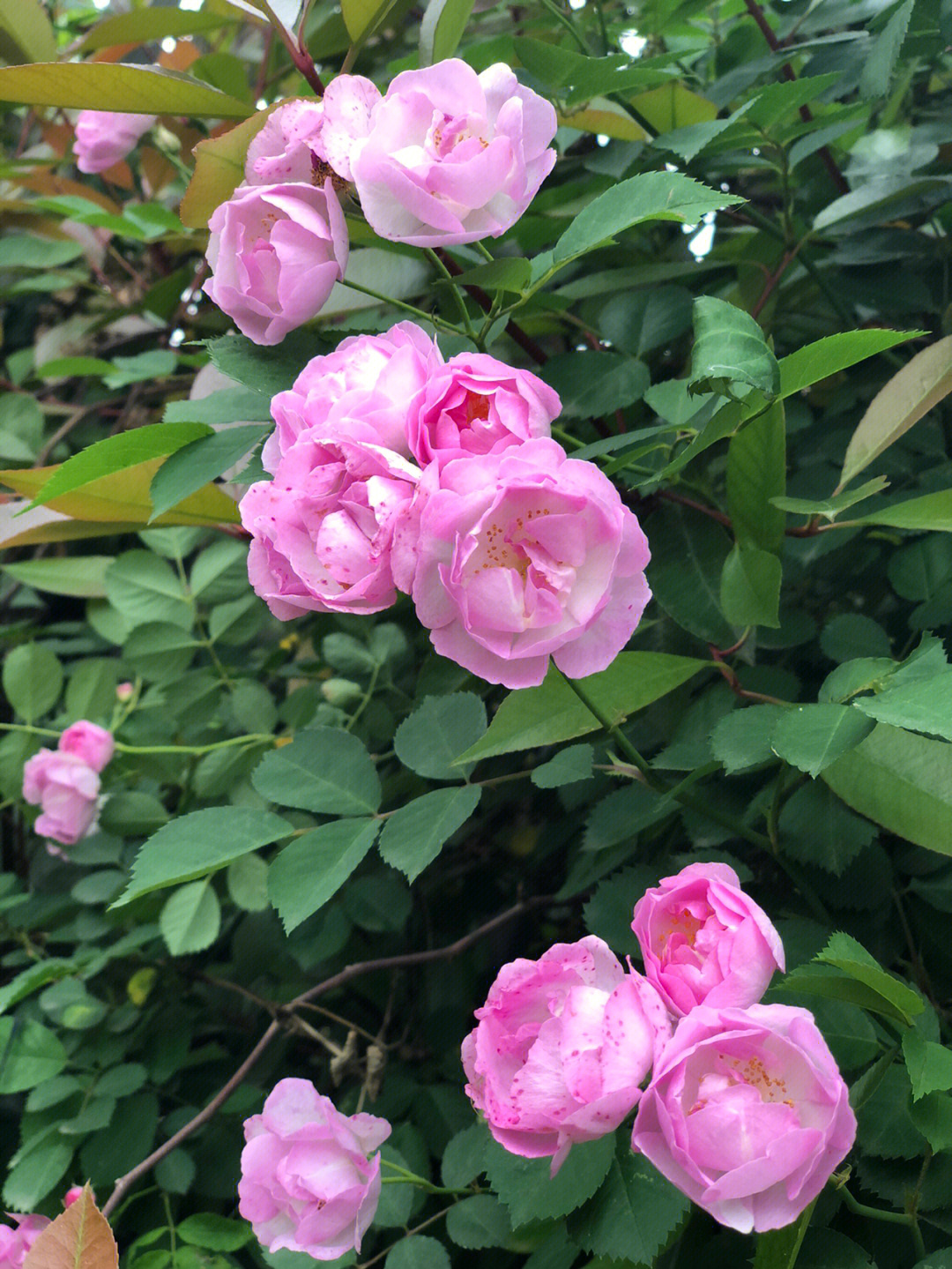 4月蔷微花在太子湖公园怒放