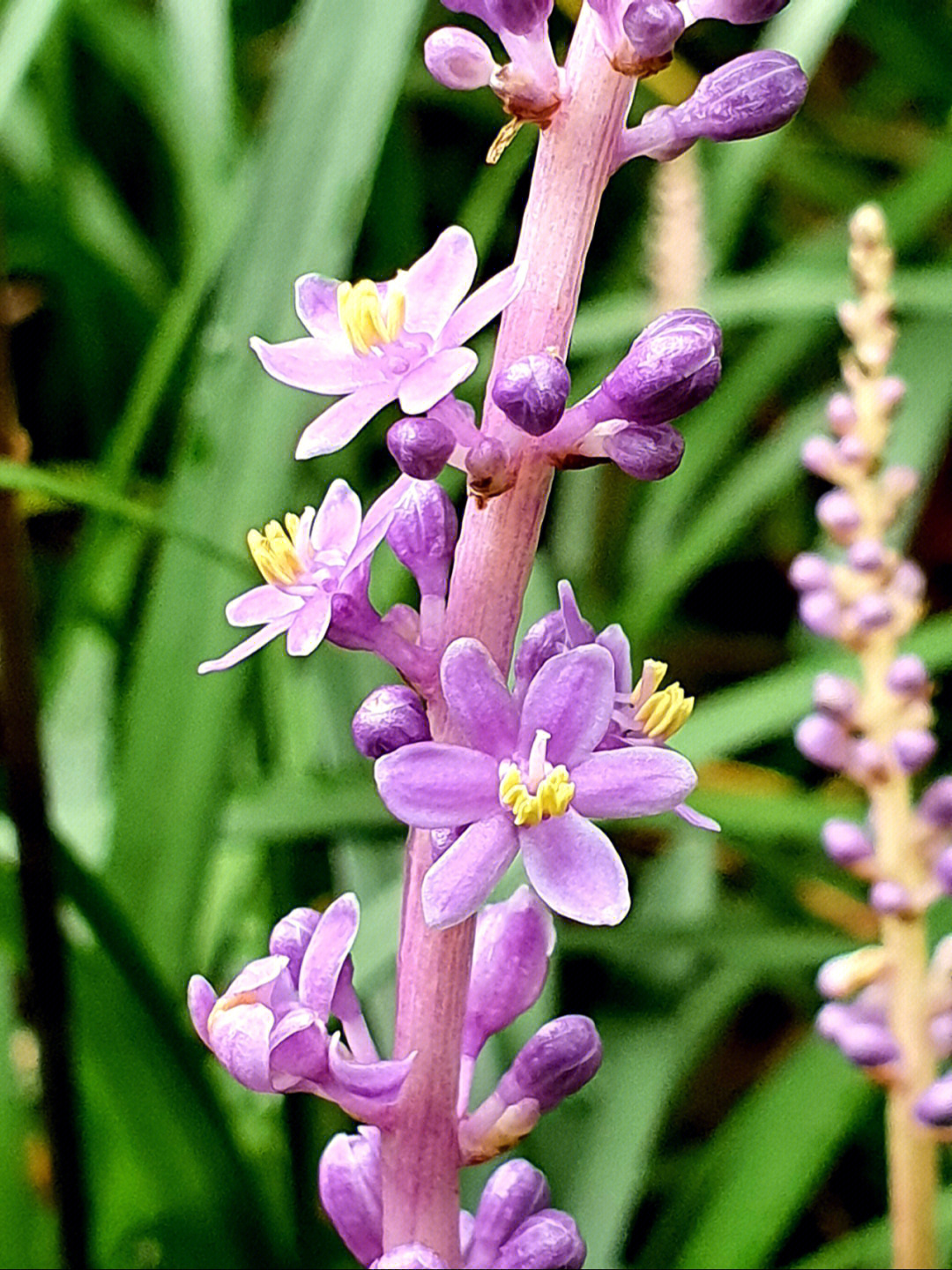 沿阶草花期图片