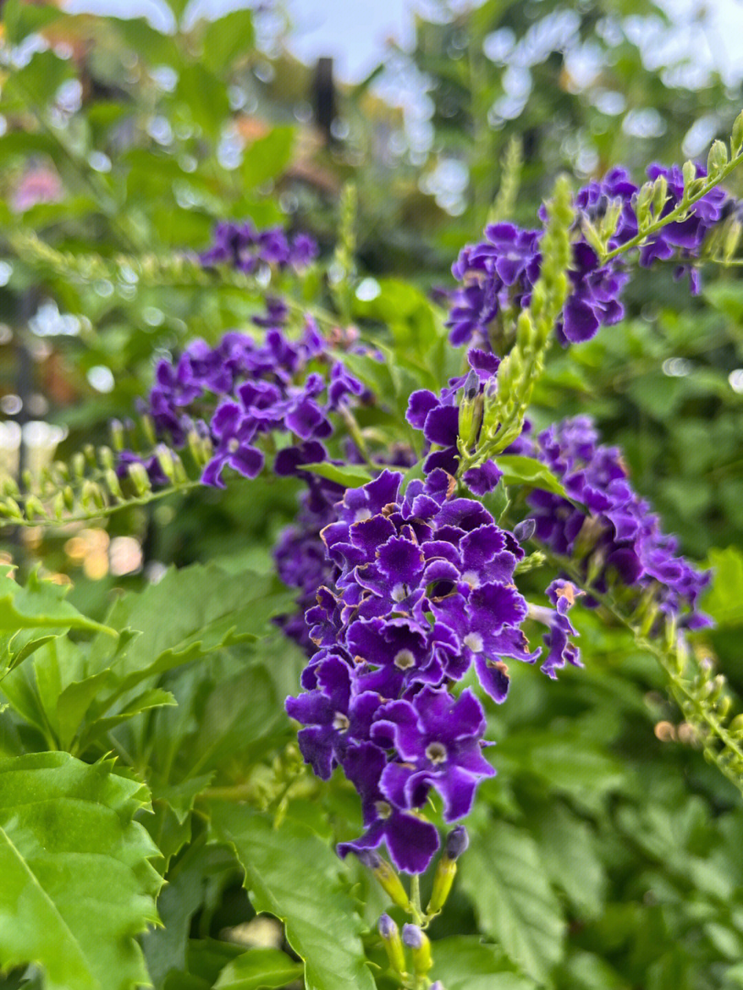 巧克力蕾丝金露花