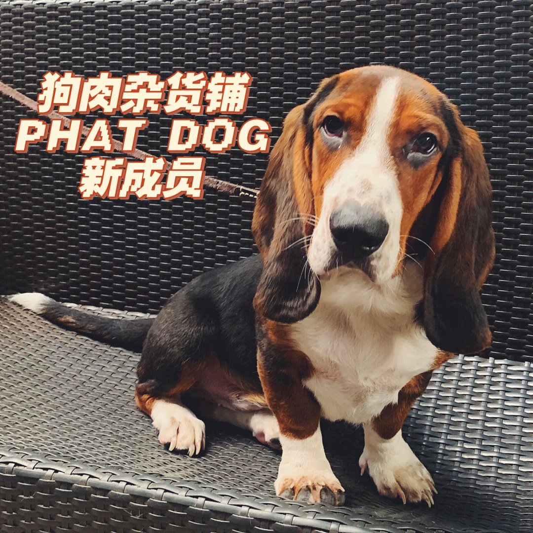 比格犬叫大象现在又添新成员一只巴吉度犬还没想好名字95比格巴吉度