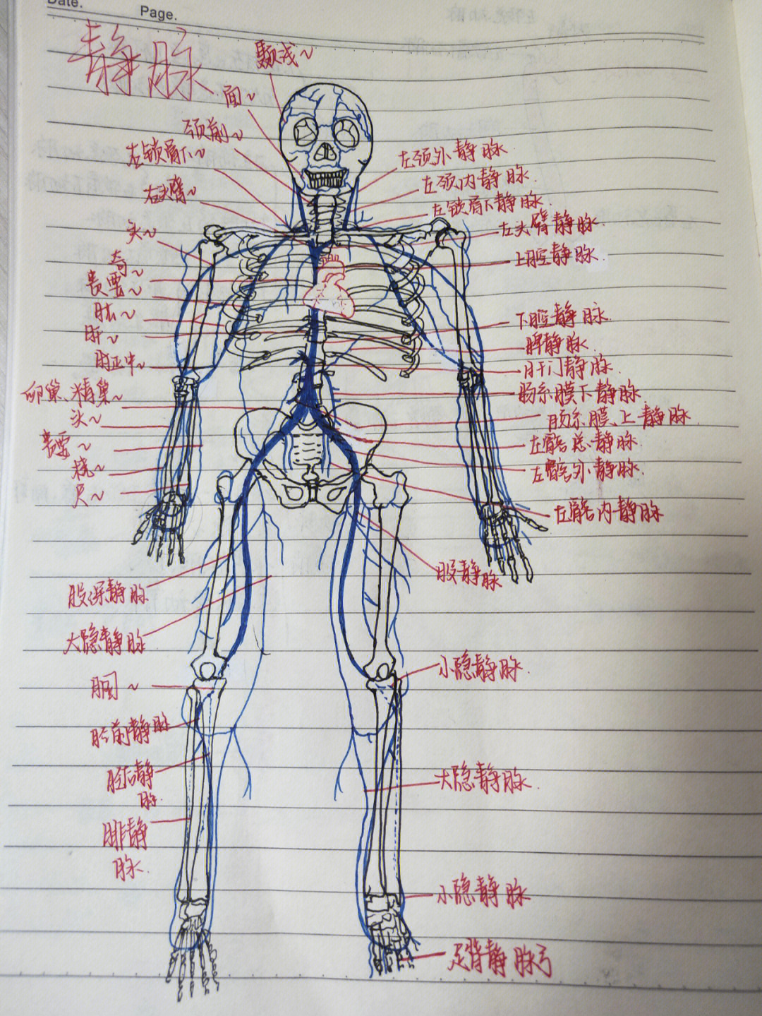 系统解剖学笔记④动静脉及其分支