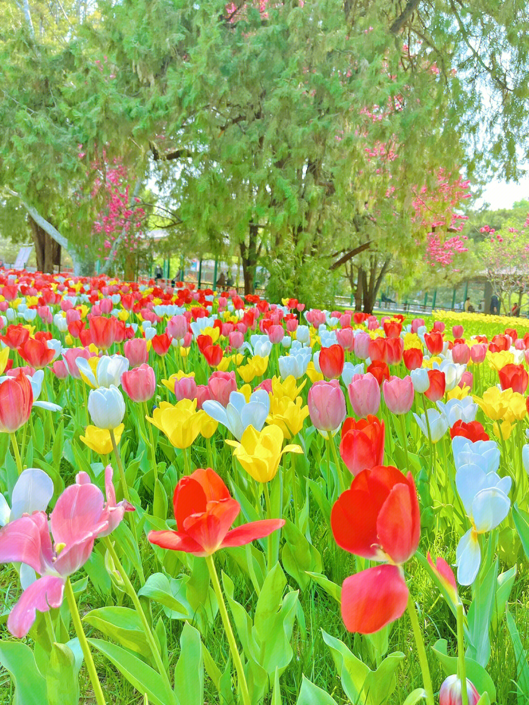 中山公园郁金香花展