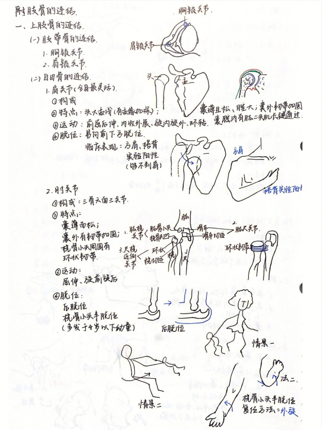 笔记分享系解附肢骨连结上肢下肢