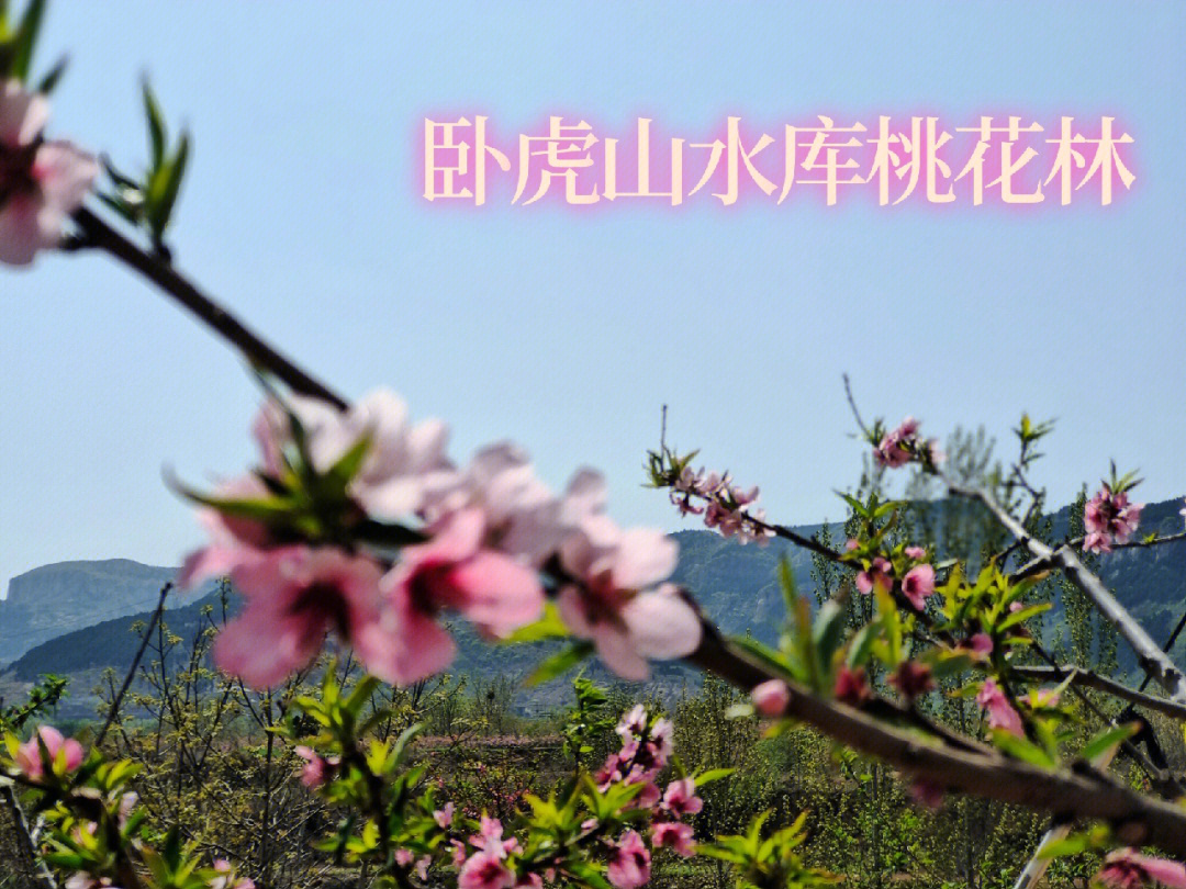 卧虎山水库桃花林