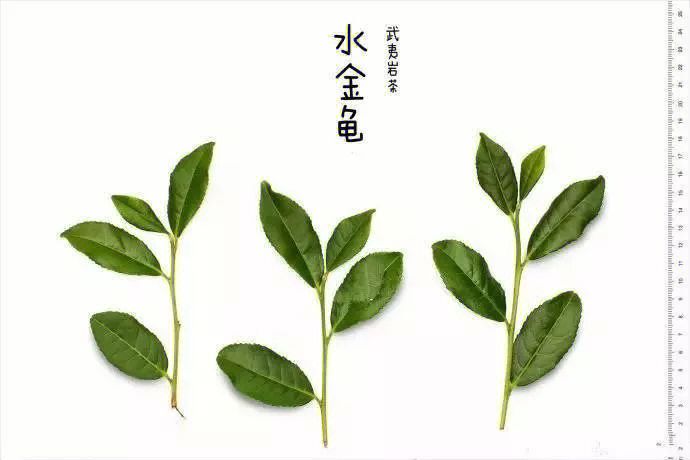 水金龟茶树图片