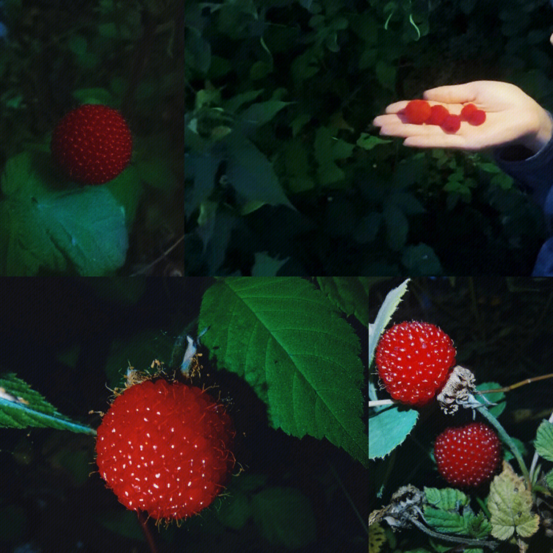南师野果小树莓