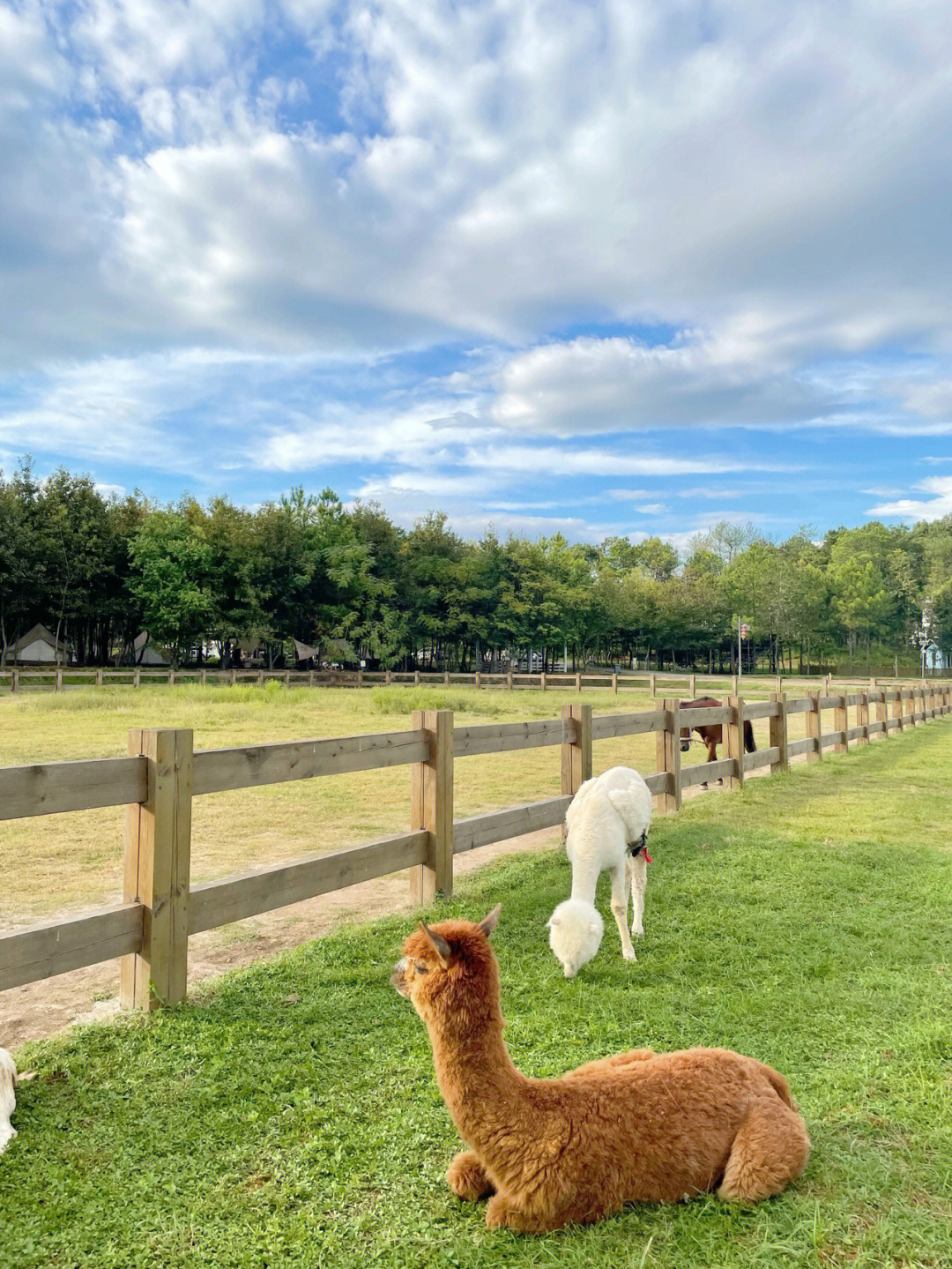 上饶周边夏阳阳光牧场