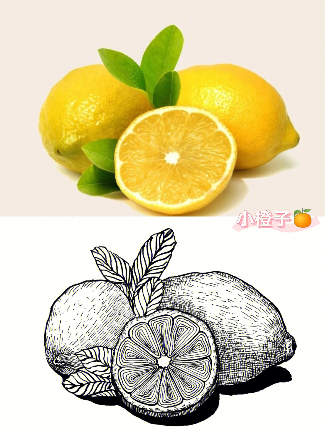 柠檬素描图片步骤图片