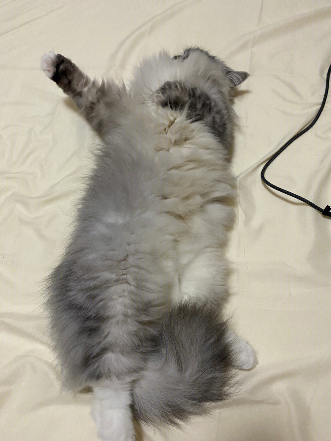 猫咪胃难受的姿势图片图片