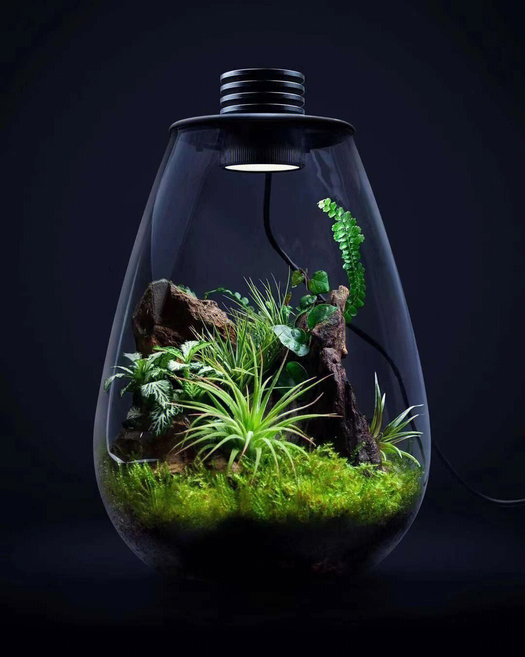 生态瓶的设计方案图片