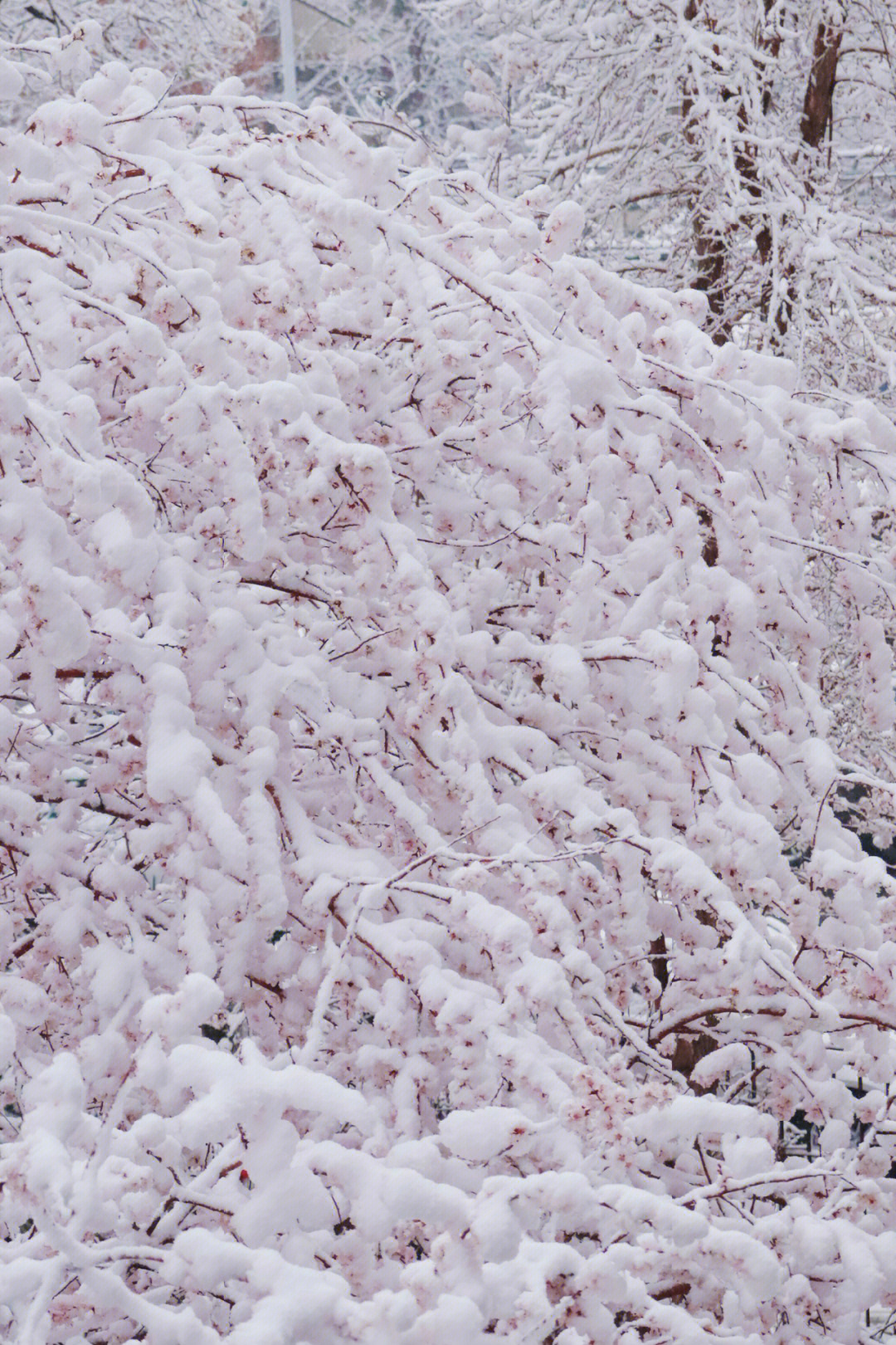 黄金100秒白雪雪图片