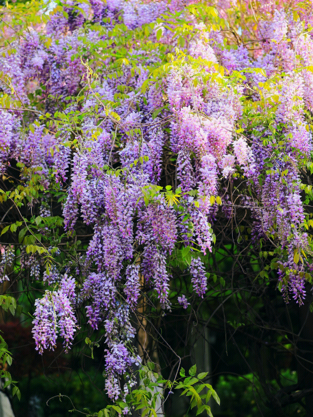 招远紫藤花园图片