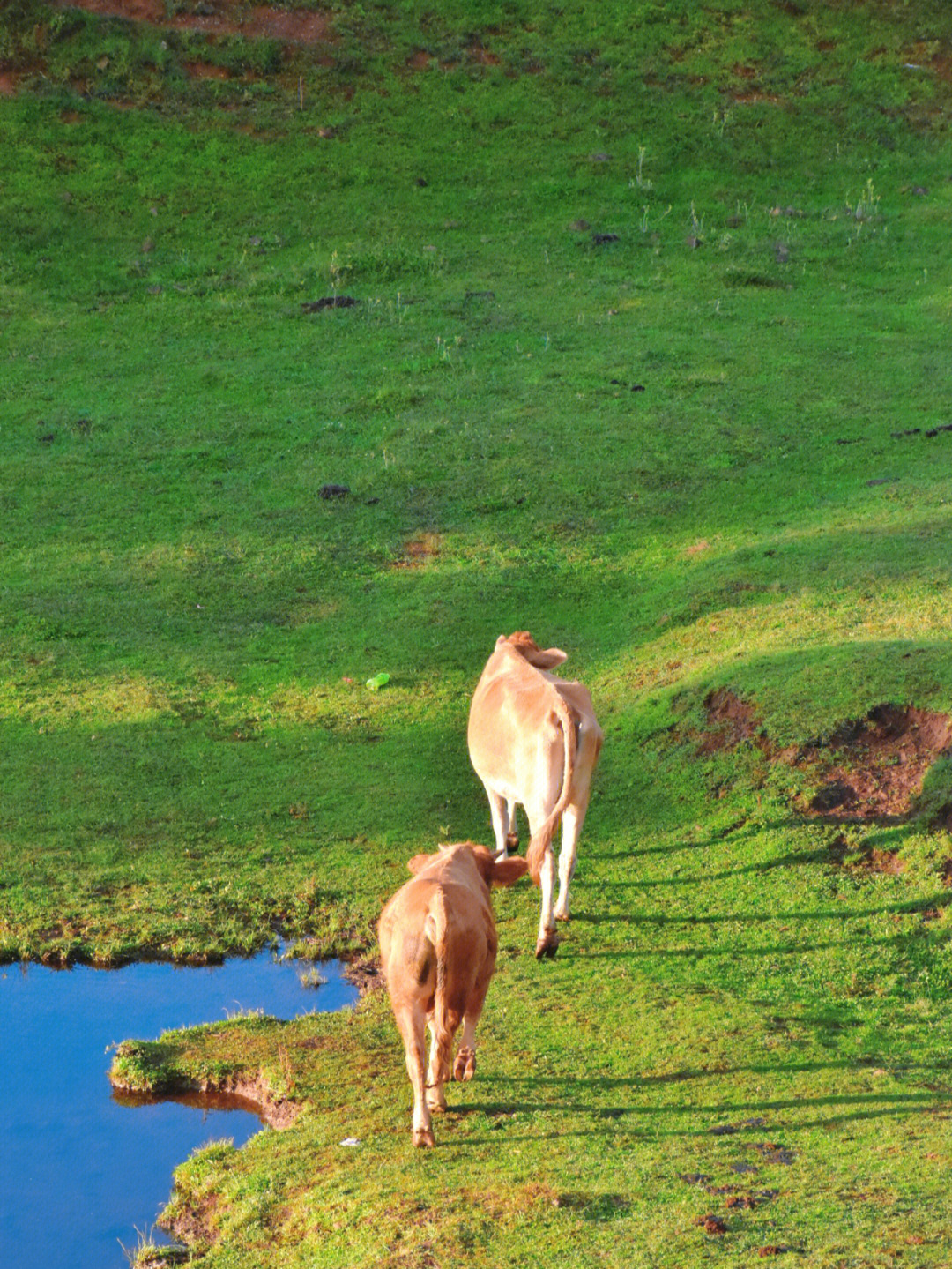 乌蒙大草原的牛都出来晒太阳啦你还不来嘛