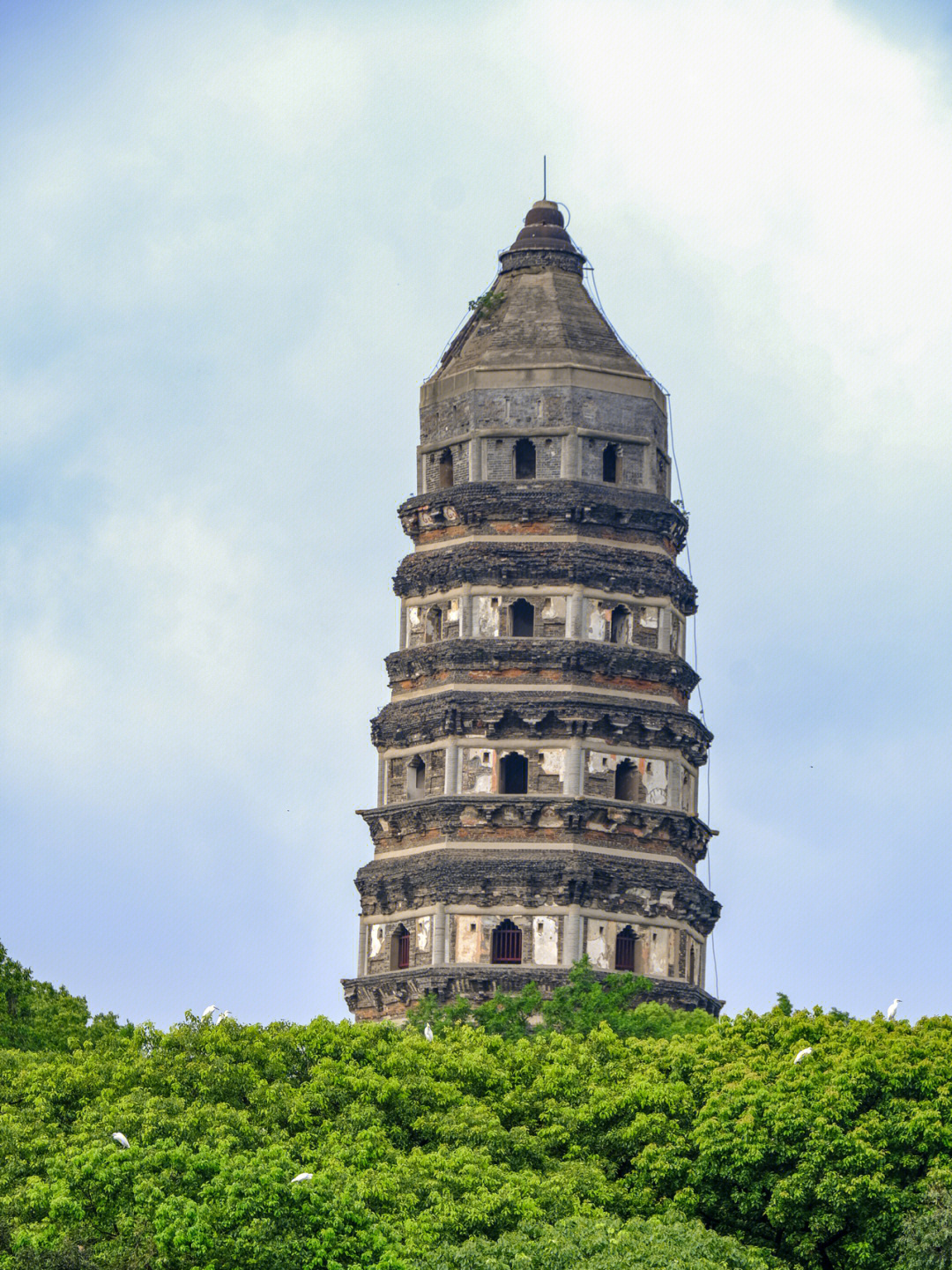 大吉岭大吉岭虎丘图片