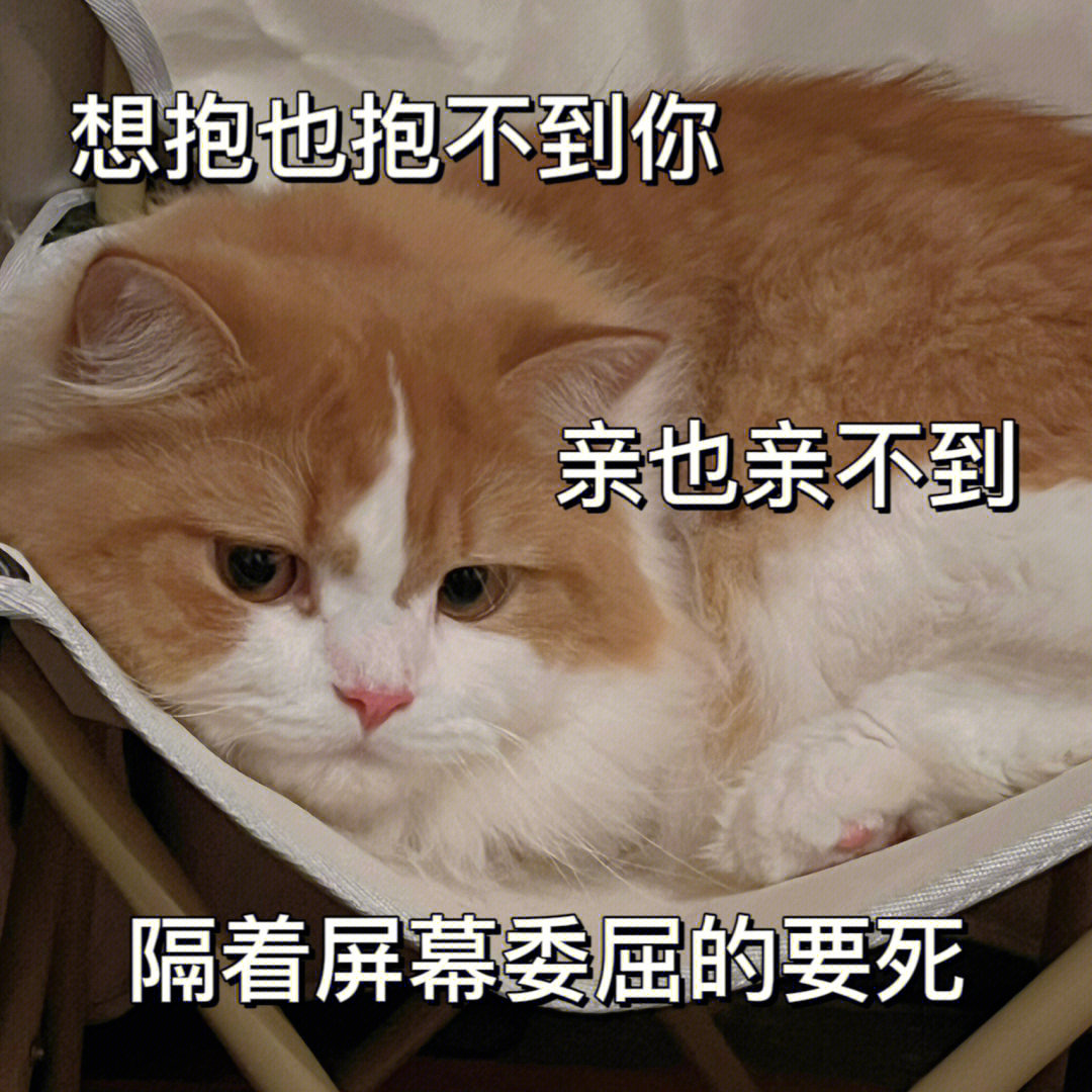 猫表情包后颈图片