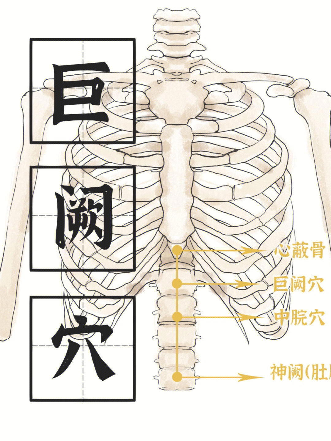胸口蔽骨的位置图图片