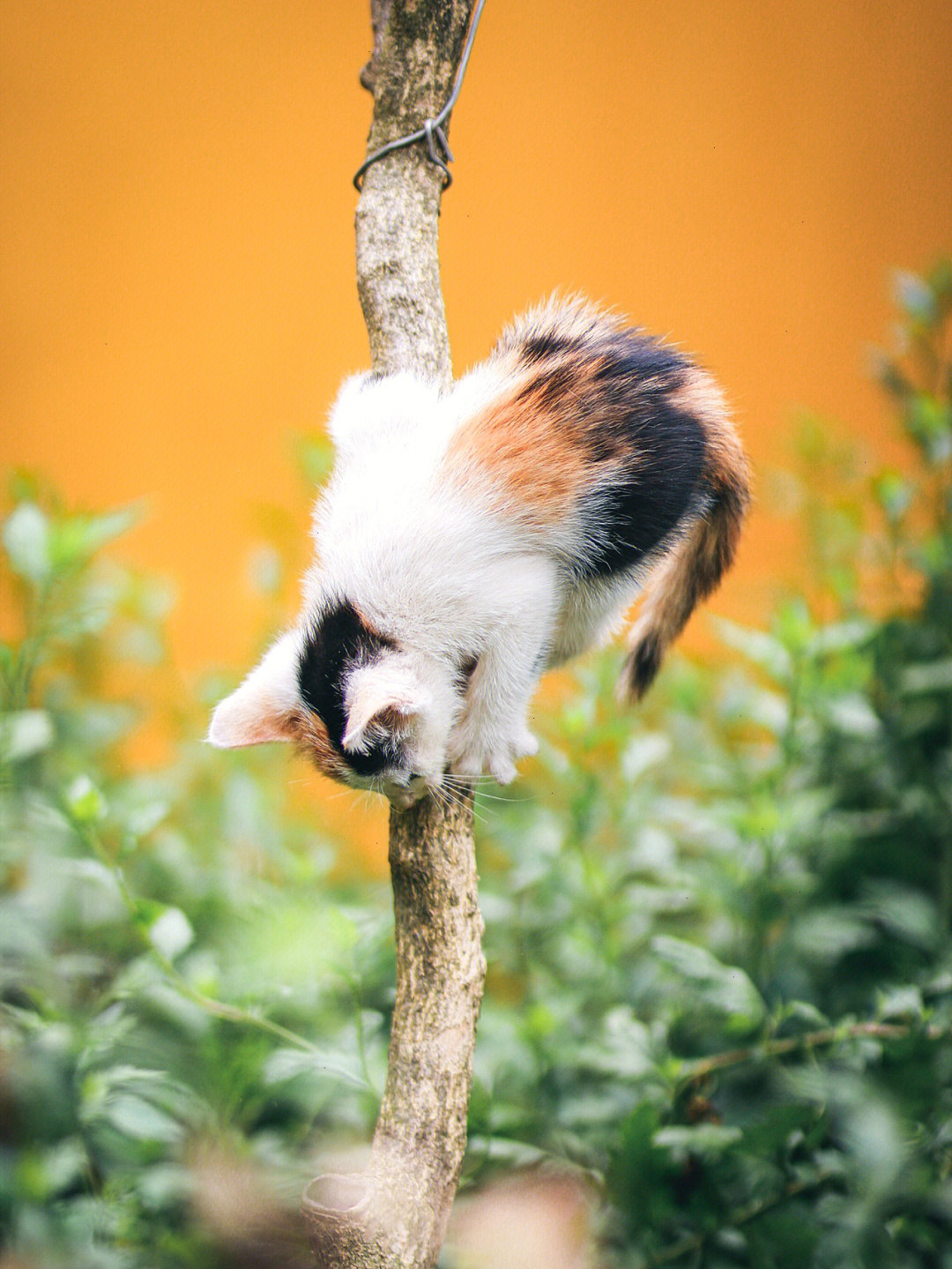 奶猫日常树上颤颤巍巍树下打打闹闹