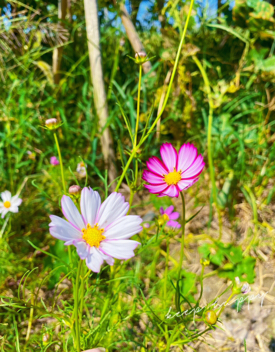 扁桃体开花图片图片