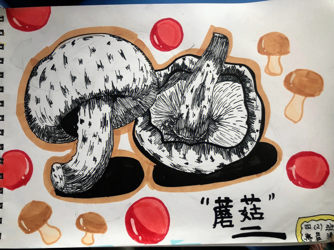 写生线描香菇平菇图片