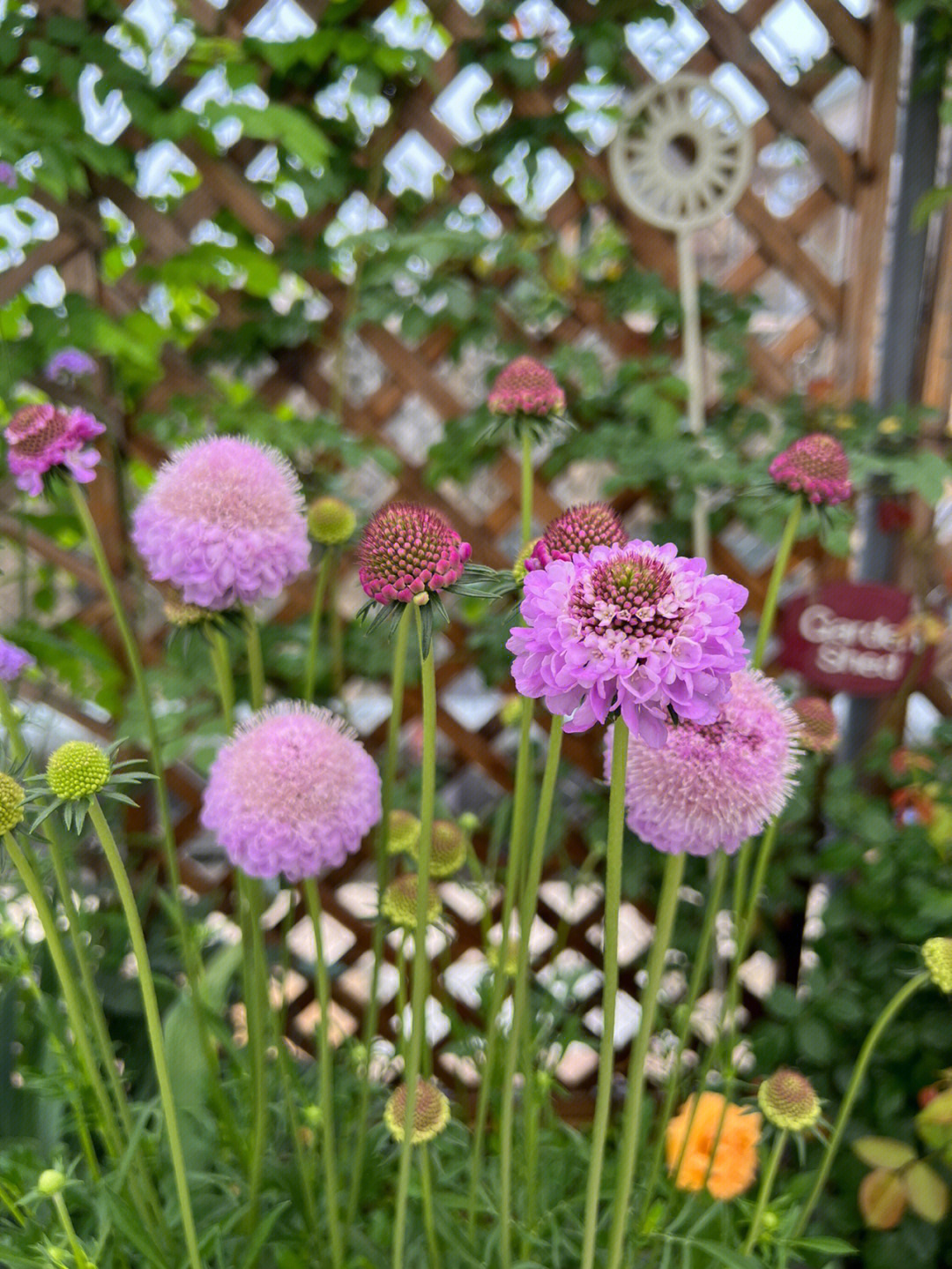 翠珠花和松虫草图片