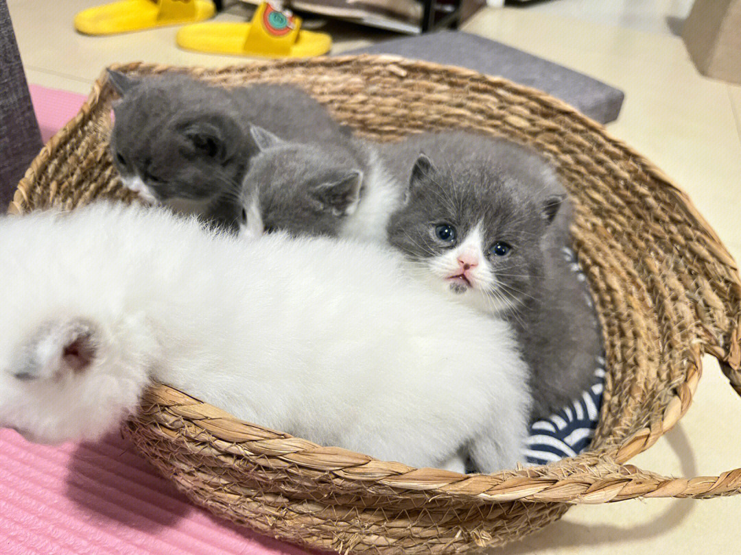 长沙猫咪领养  蓝猫和蓝白生的小宝贝,三只蓝白,两只白色小猫咪可以