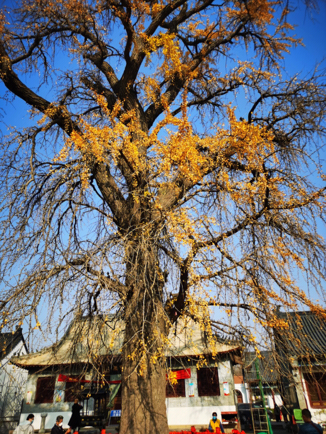 城阳法海寺只为看这棵1600年的银杏树