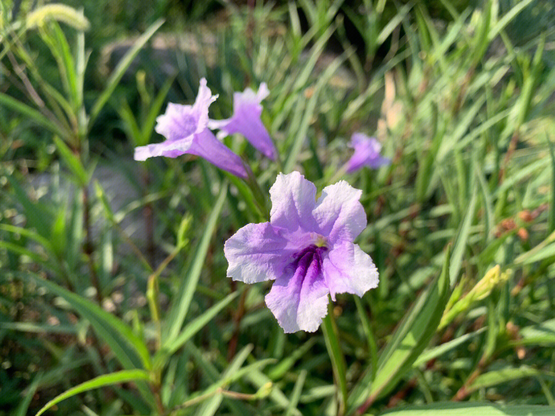 兰花草与蓝花草图片