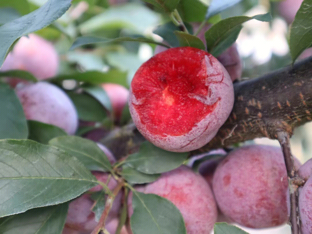 93这个季节最热火的水果当属古田芙蓉李一个个娇艳