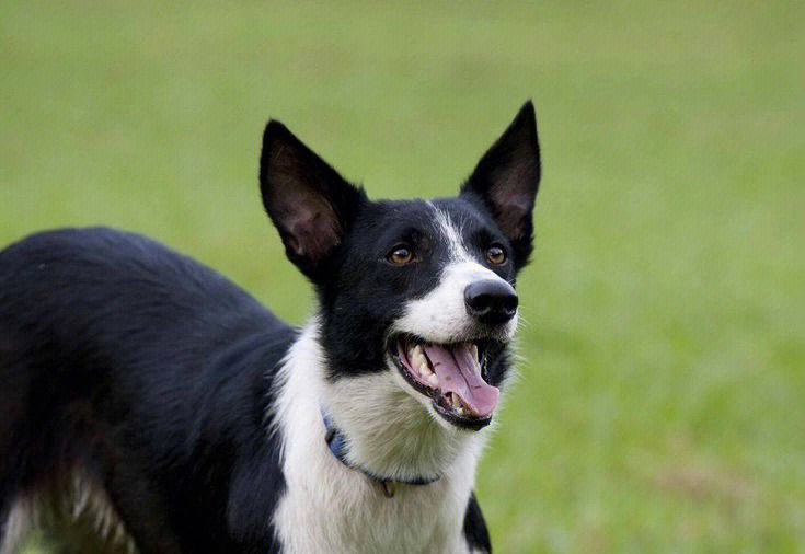 短毛边牧边境牧羊犬国外不算少见