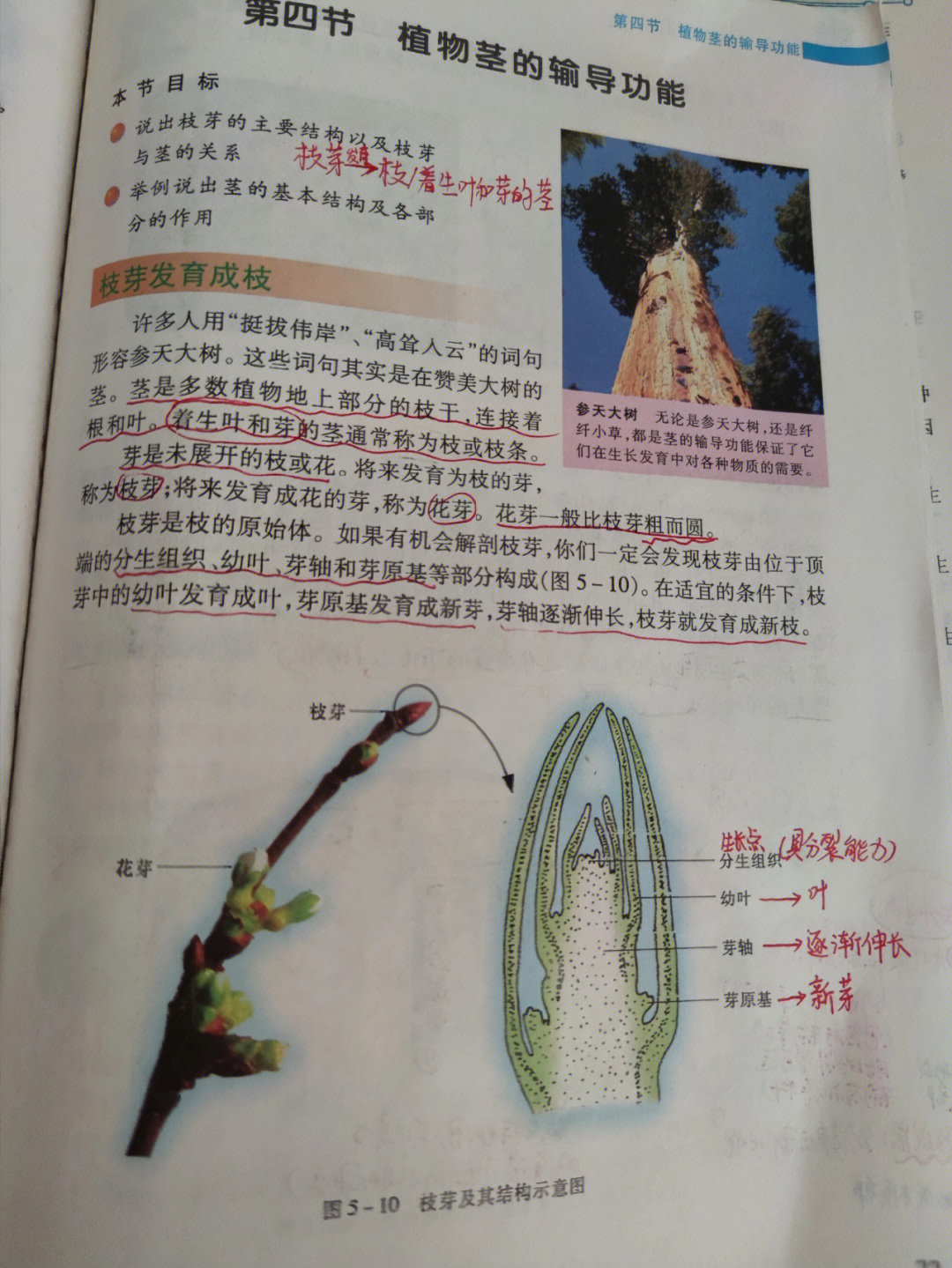 植物的五大组织结构图图片