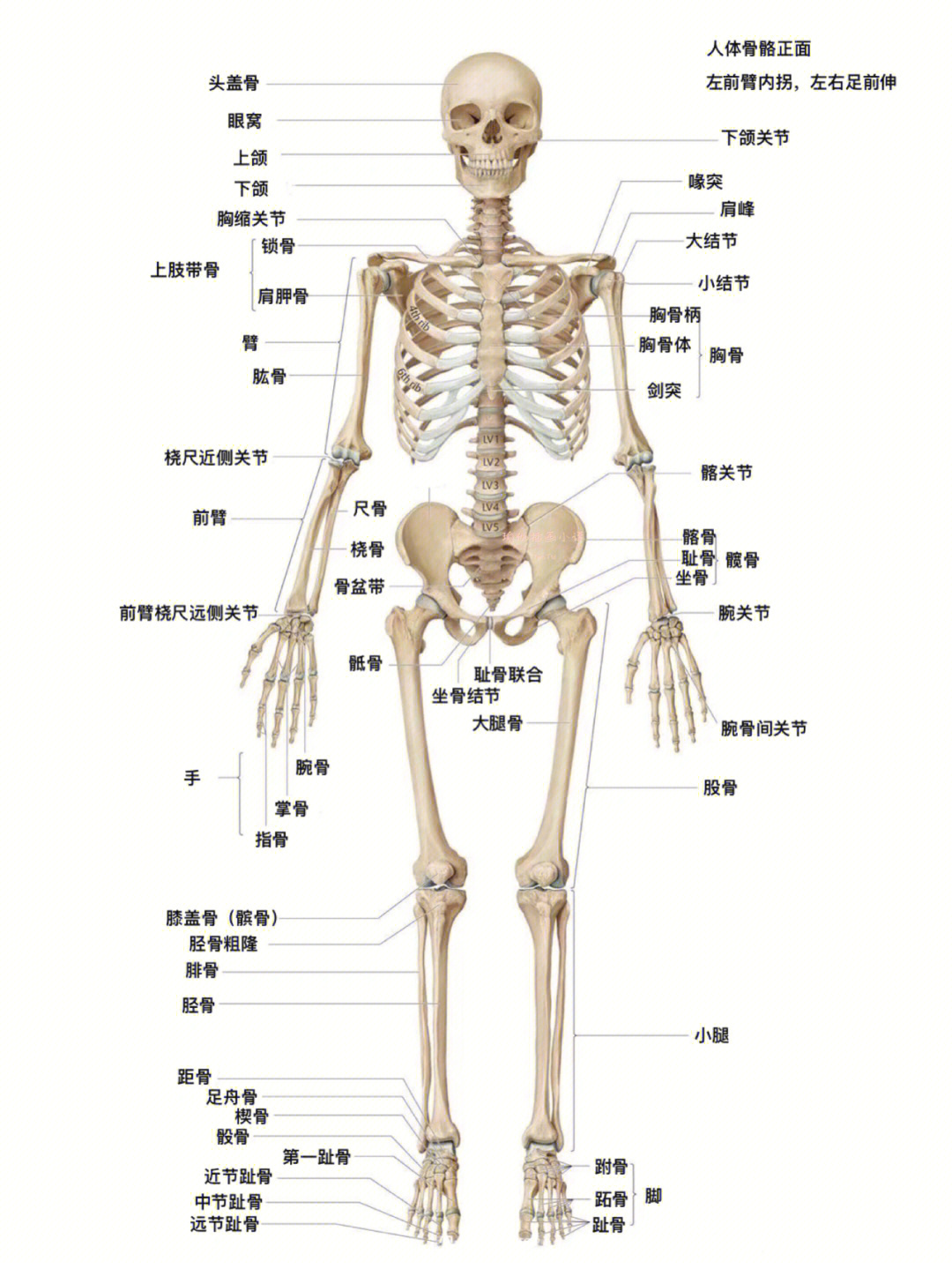 人体骨头206块名称图片