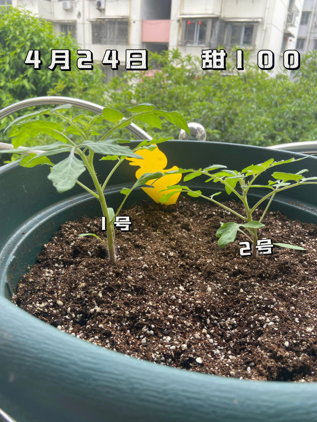 从种子开始育苗的番茄一月有余