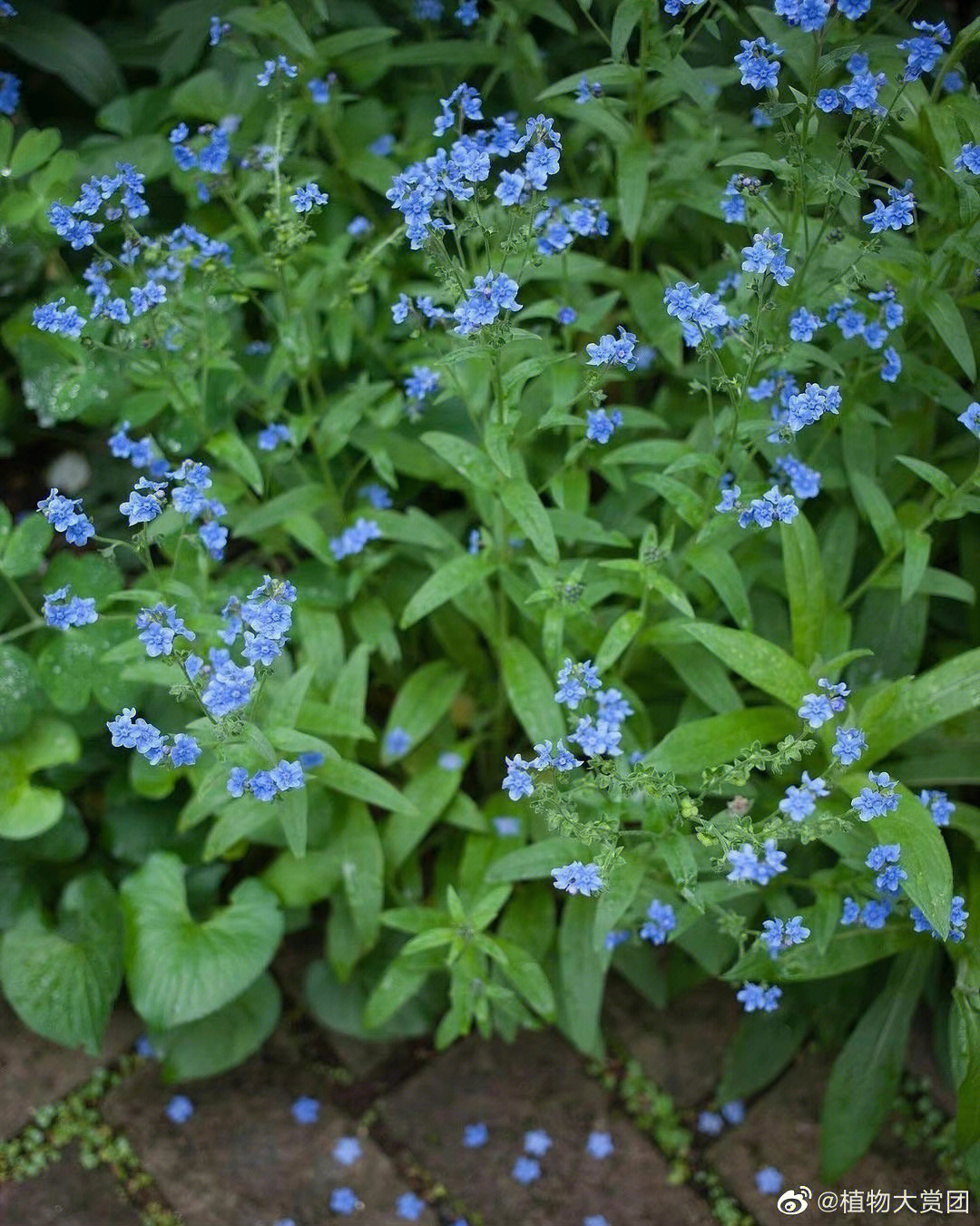 美丽的野花倒提壶,也被称为中国勿忘我,原野