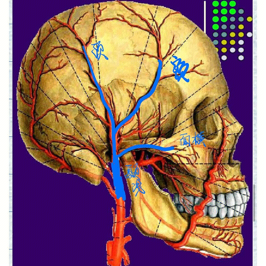 口腔解剖血管知识总结