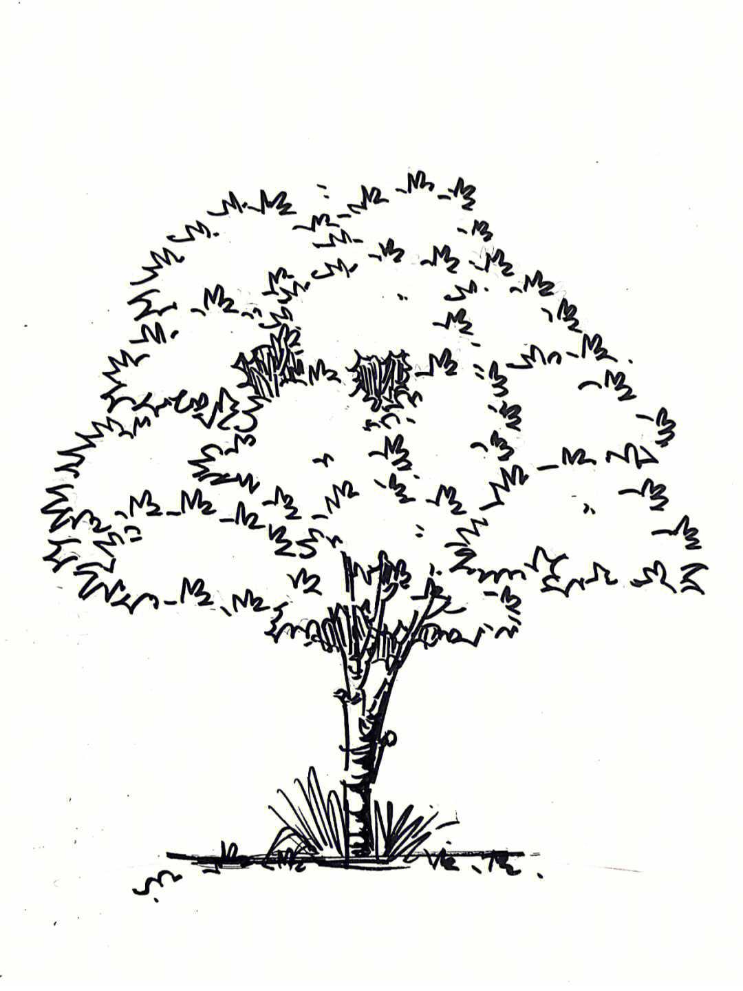 快题树的画法图片