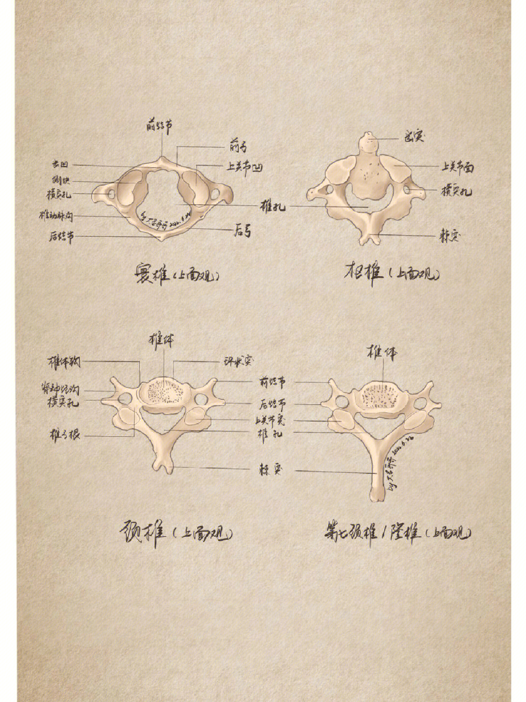 颈3椎体解剖图片
