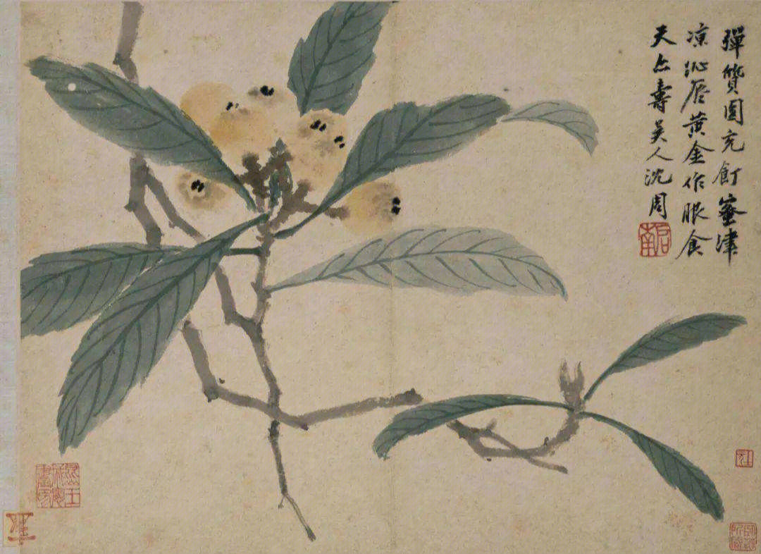 国画枇杷